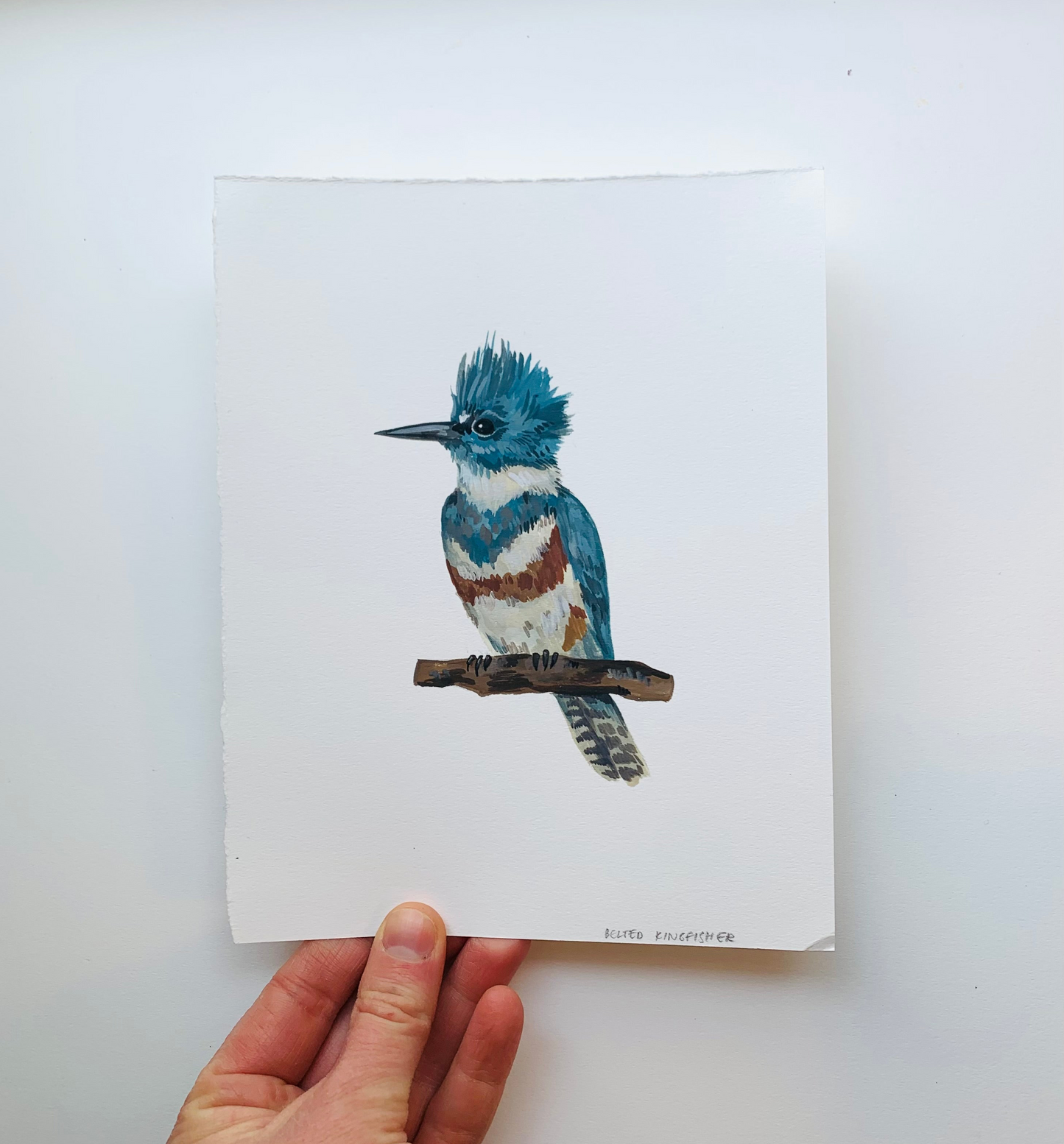 Belted kingfisher- original painting