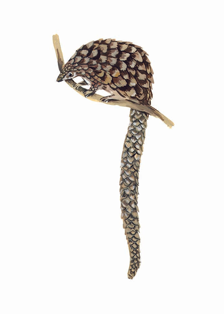 Pangolin original gouache illustrations