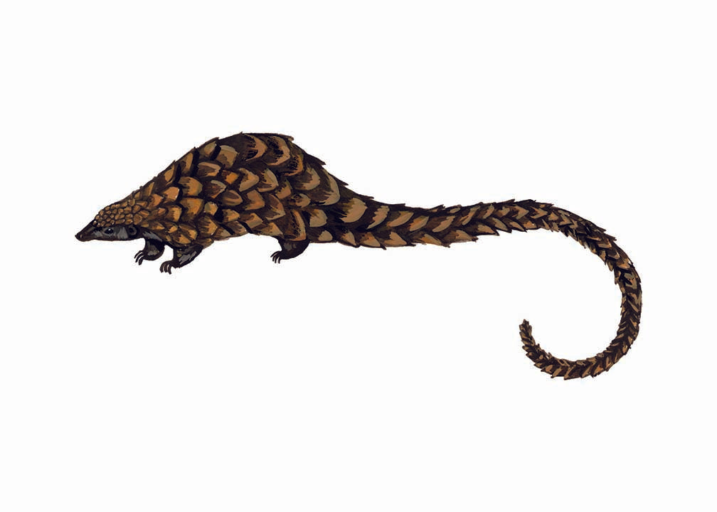 Pangolin original gouache illustrations