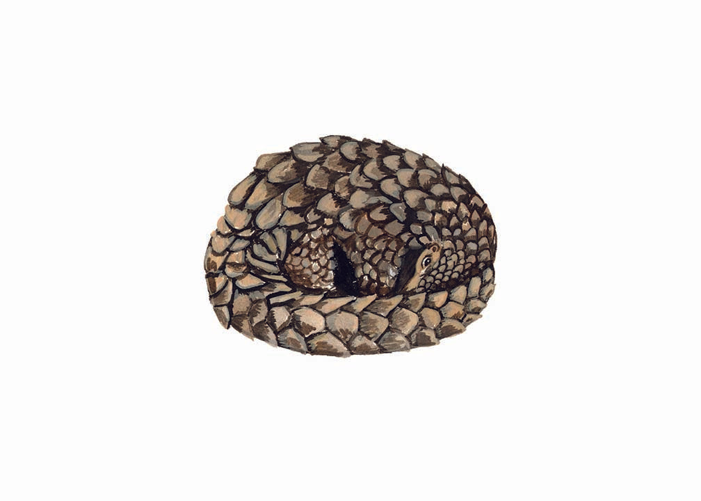 Pangolin original gouache illustrations