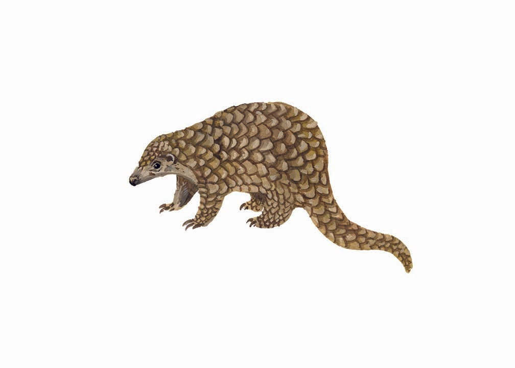 Pangolin original gouache illustrations