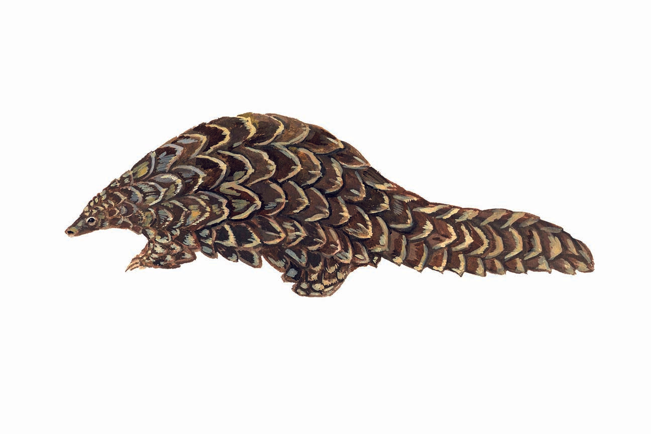 Pangolin original gouache illustrations