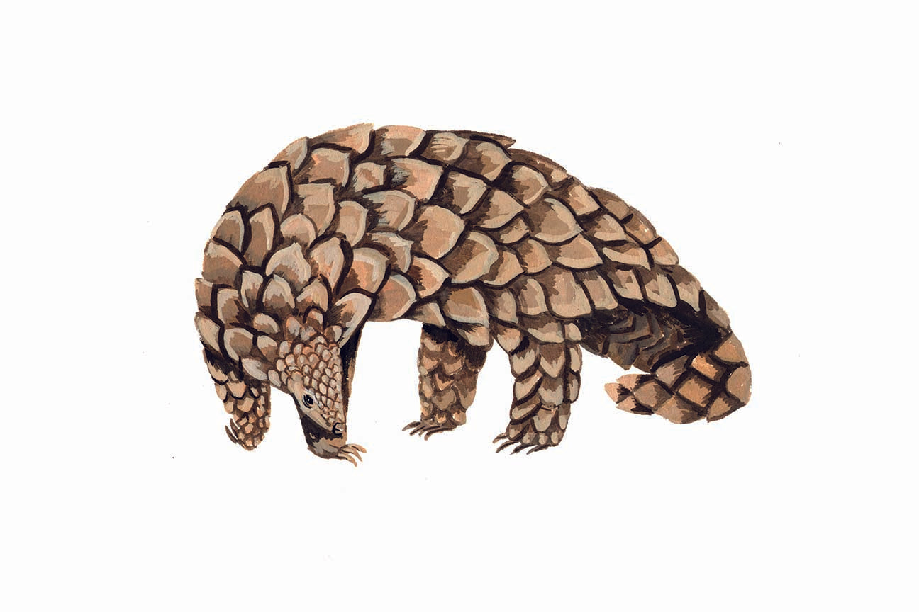 Pangolin original gouache illustrations