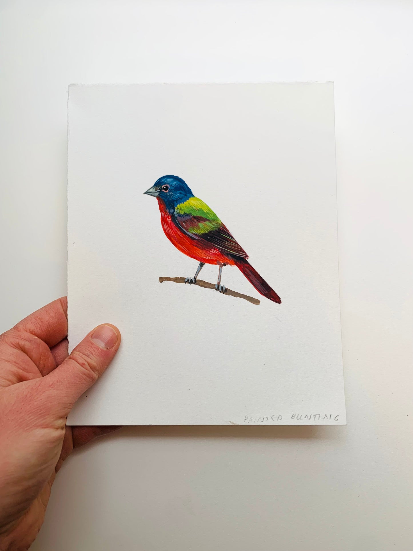 Painted bunting- original painting