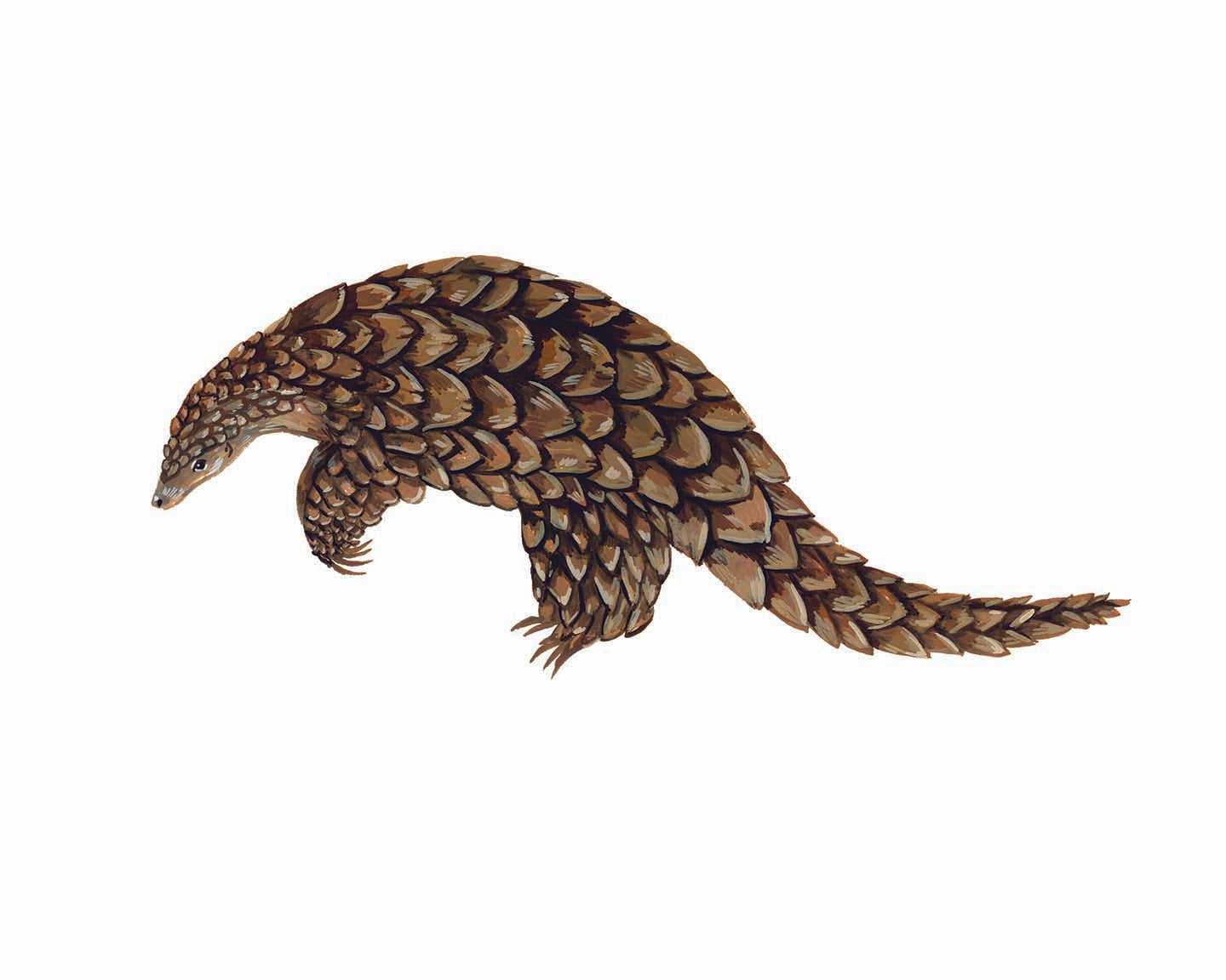 Pangolin original gouache illustrations