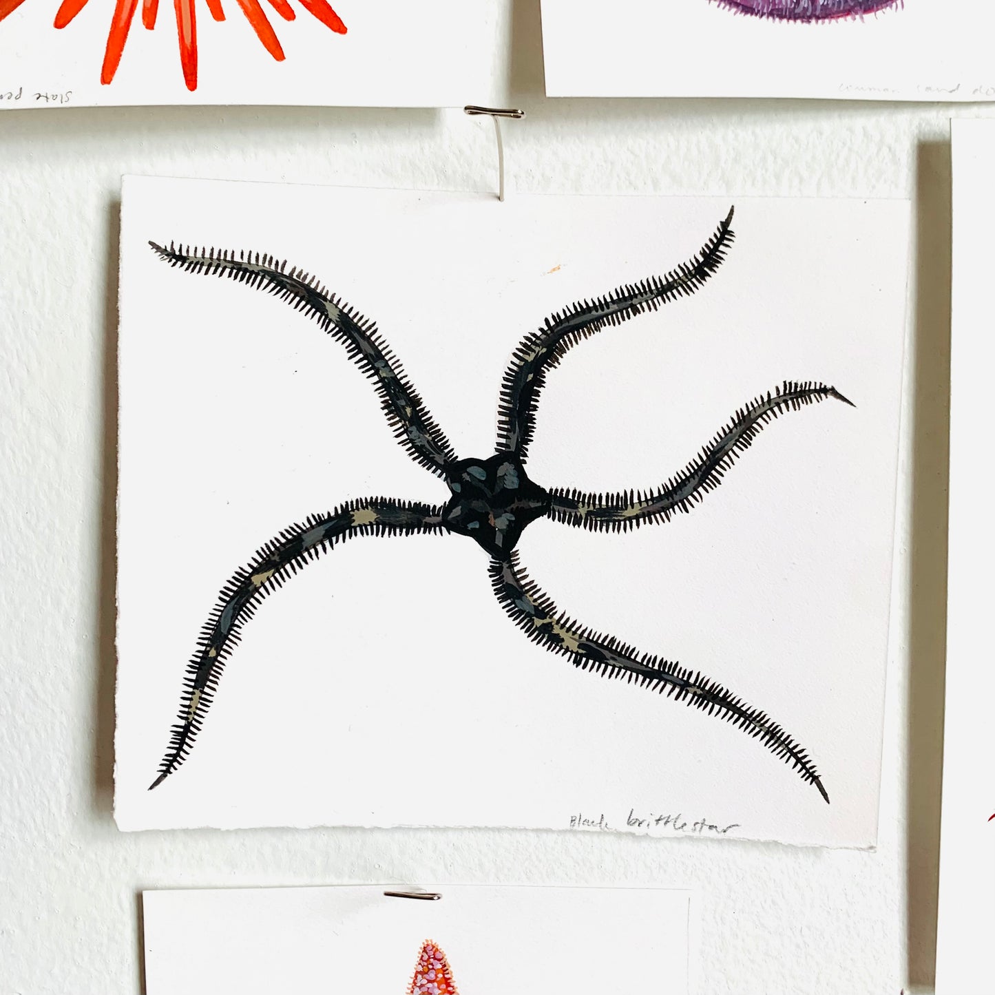 Black brittlestar