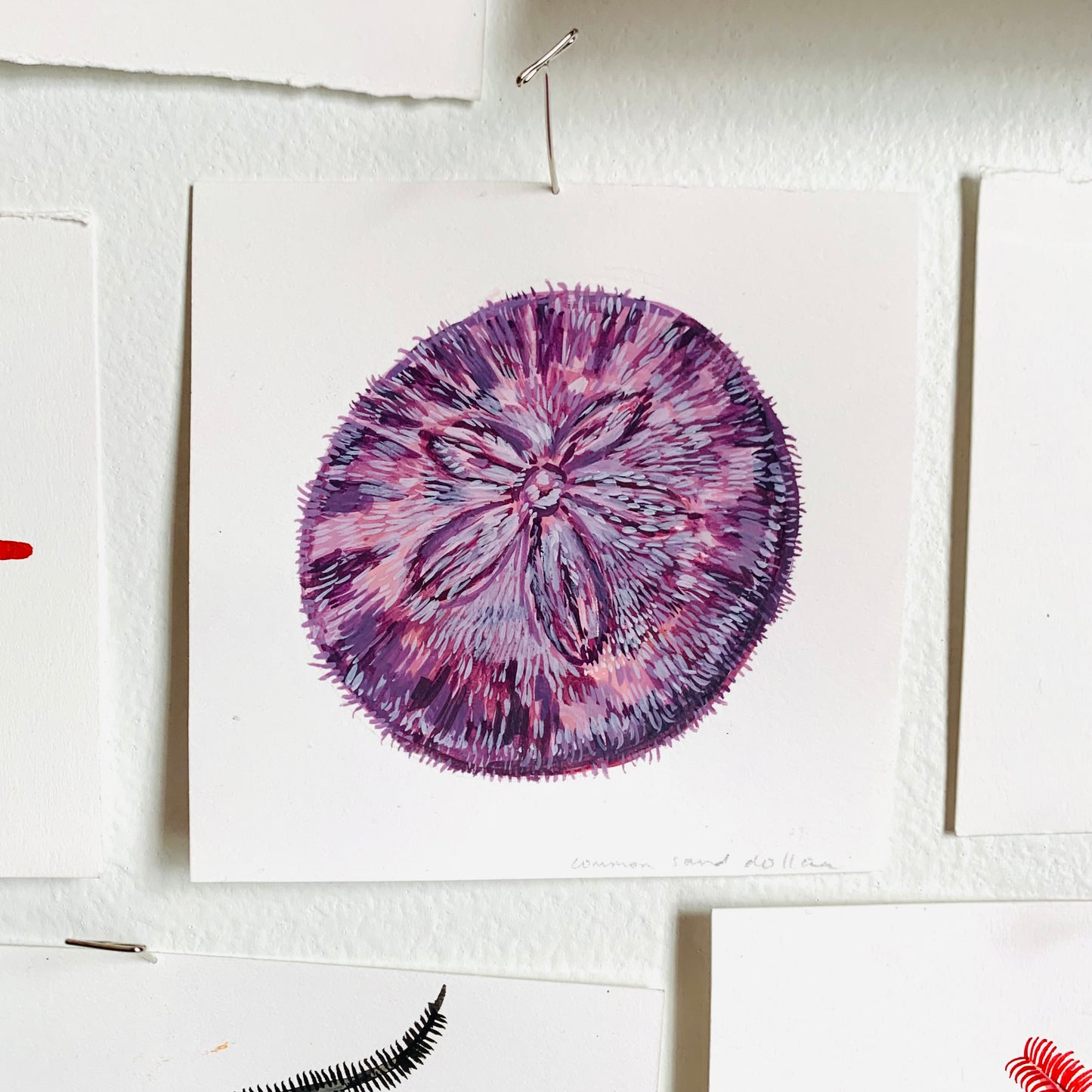 Common sand dollar