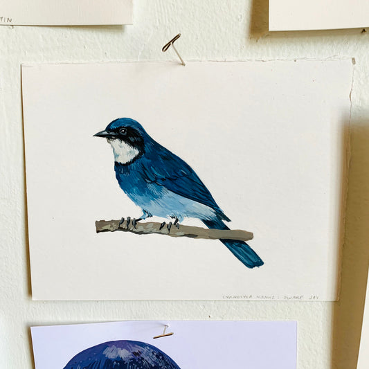 Dwarf jay