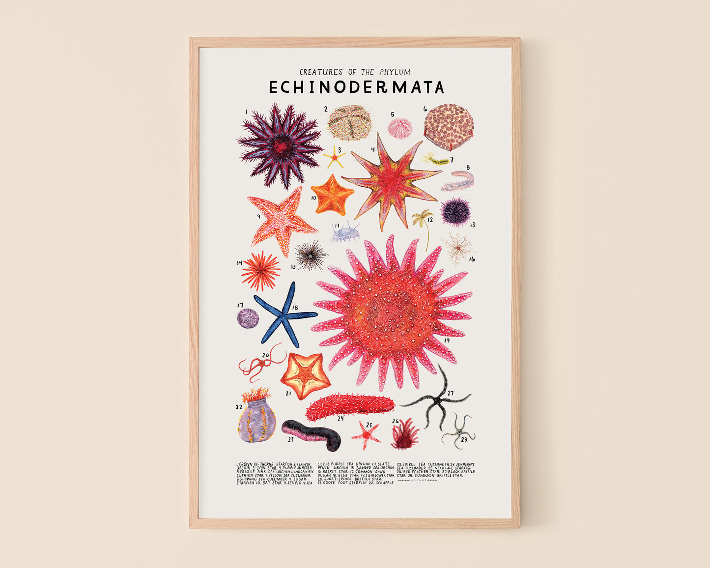 Starfish, sea urchins, and sea cucumbers- Creatures of the Phylum Echinodermata