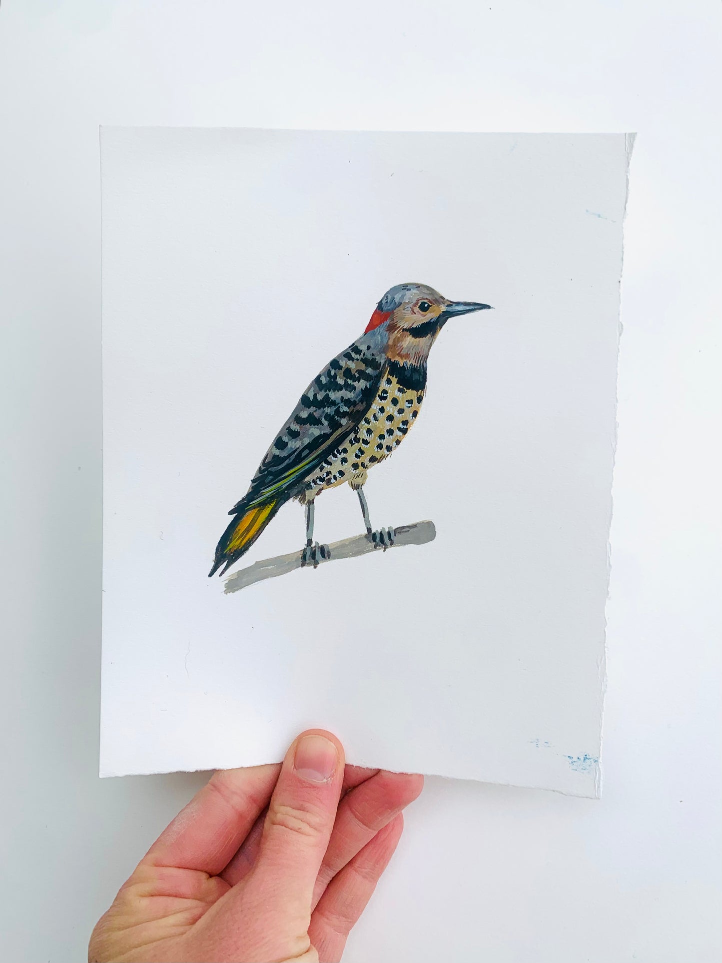Northern Flicker- original painting