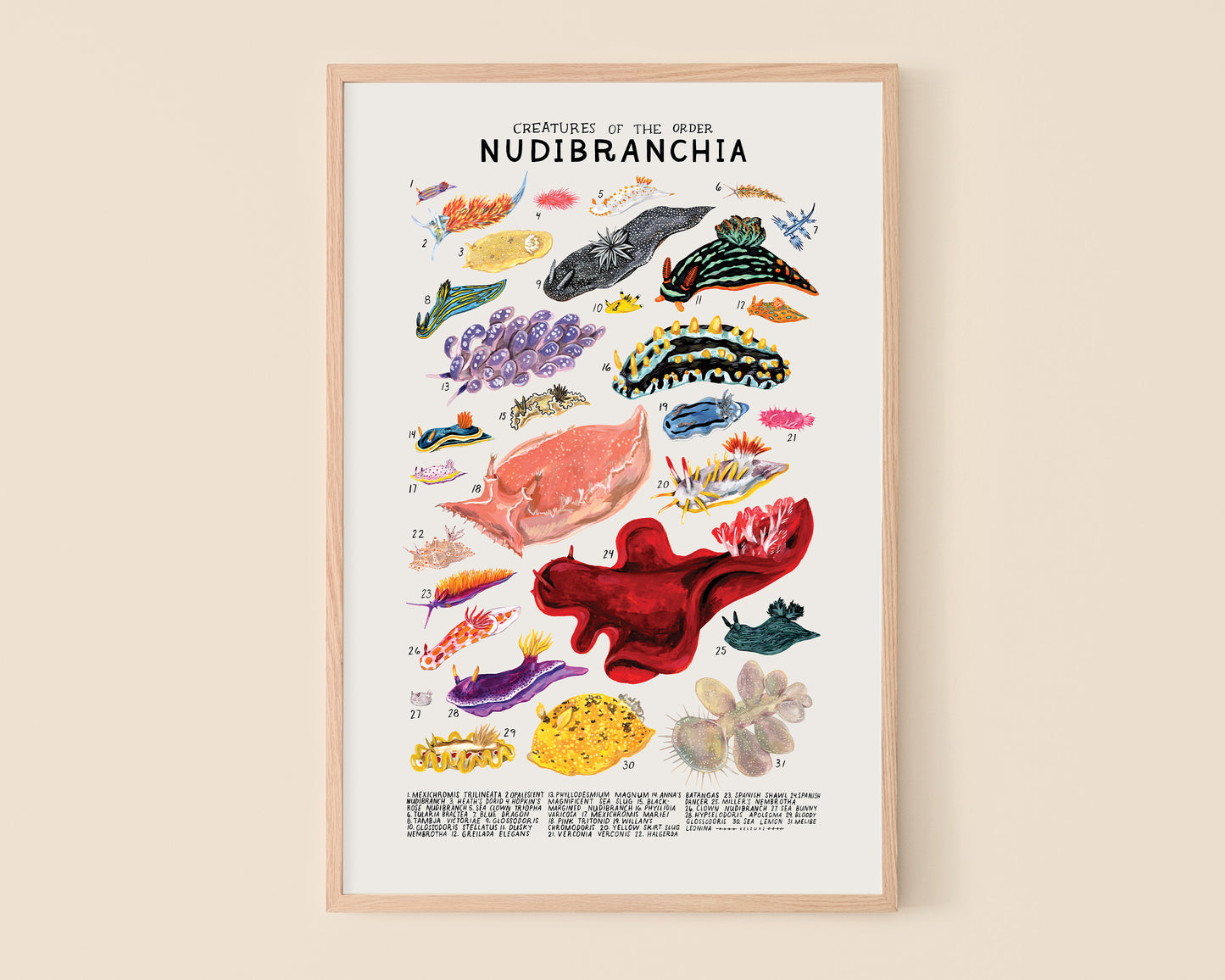 Sea slugs- Creatures of the Order Nudibranchia