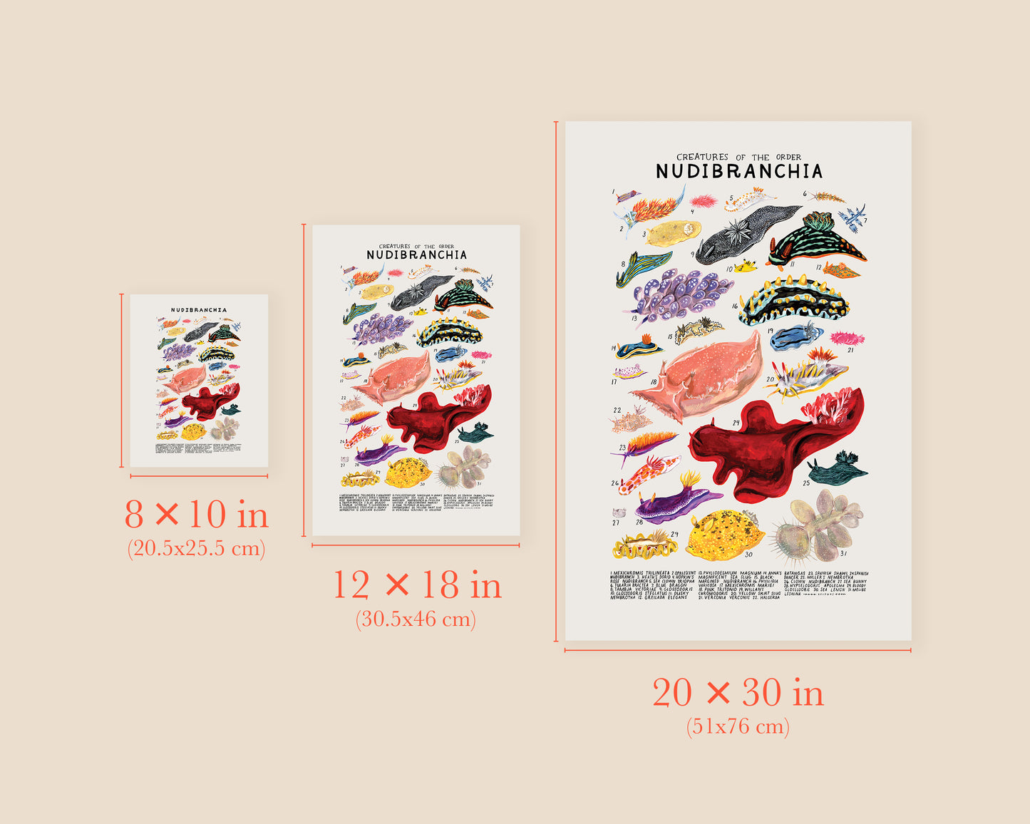 Sea slugs- Creatures of the Order Nudibranchia