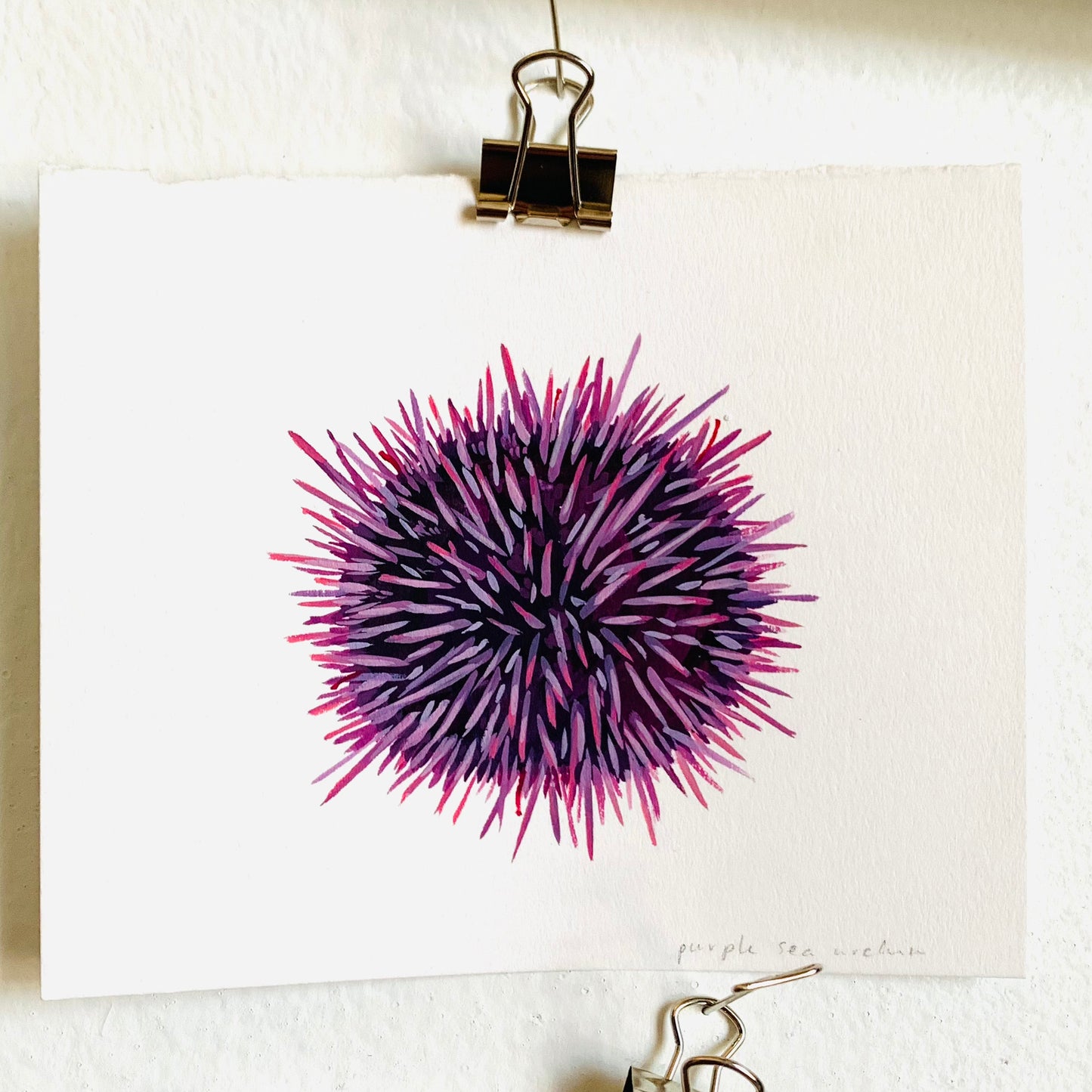 Purple sea urchin