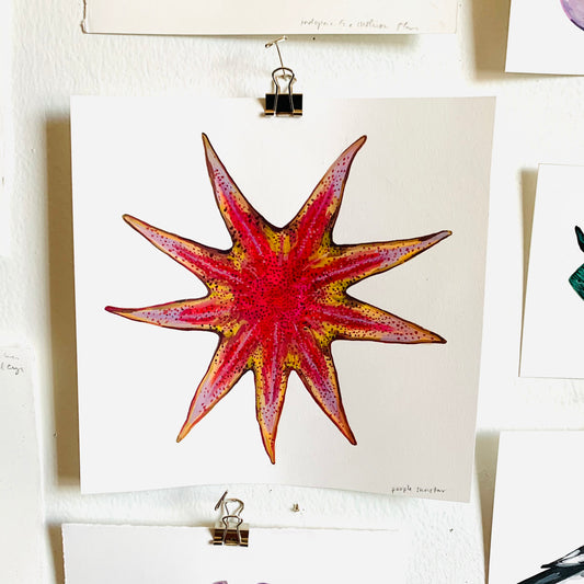 Purple sunstar