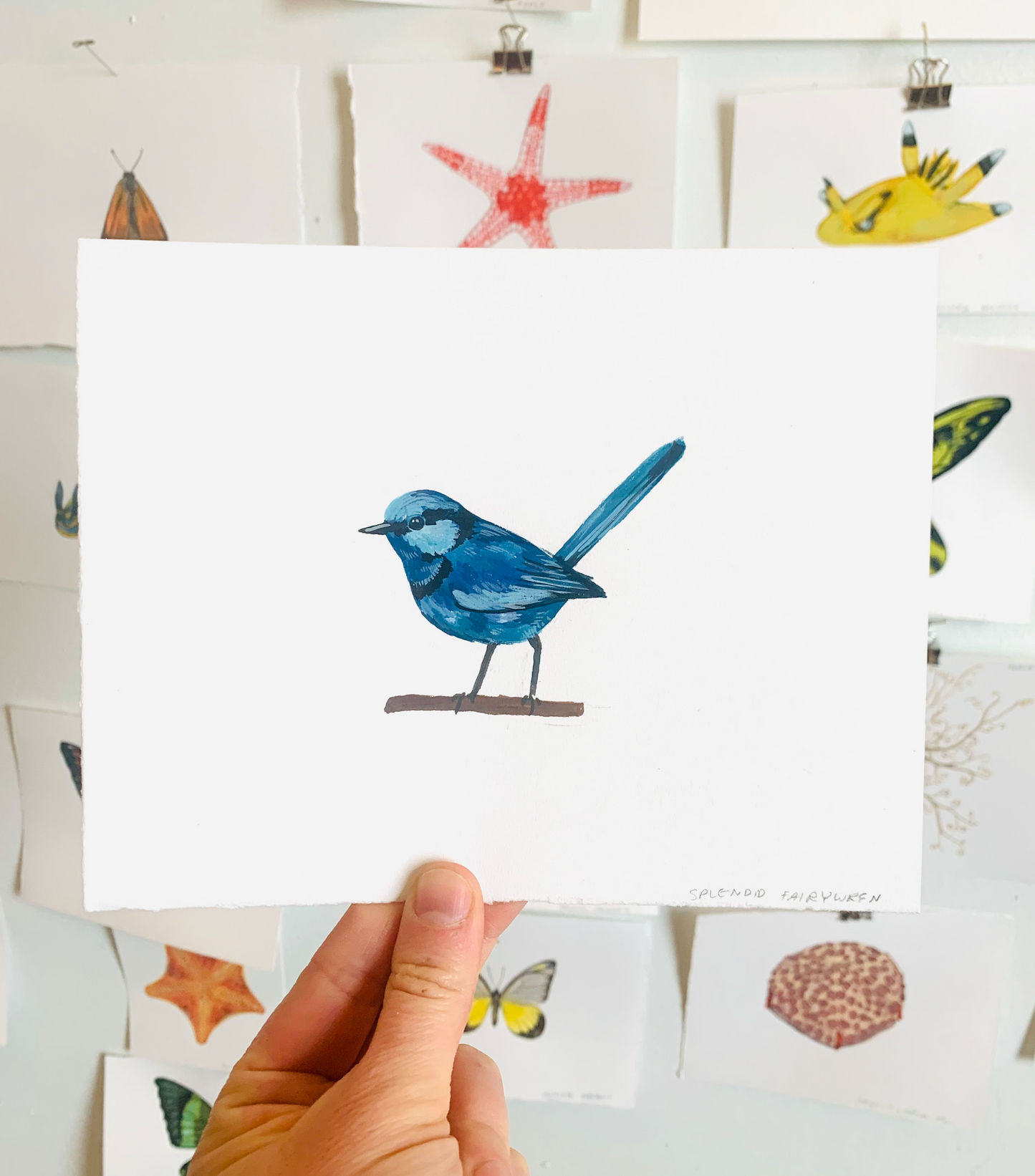 Splendid fairywren- original painting