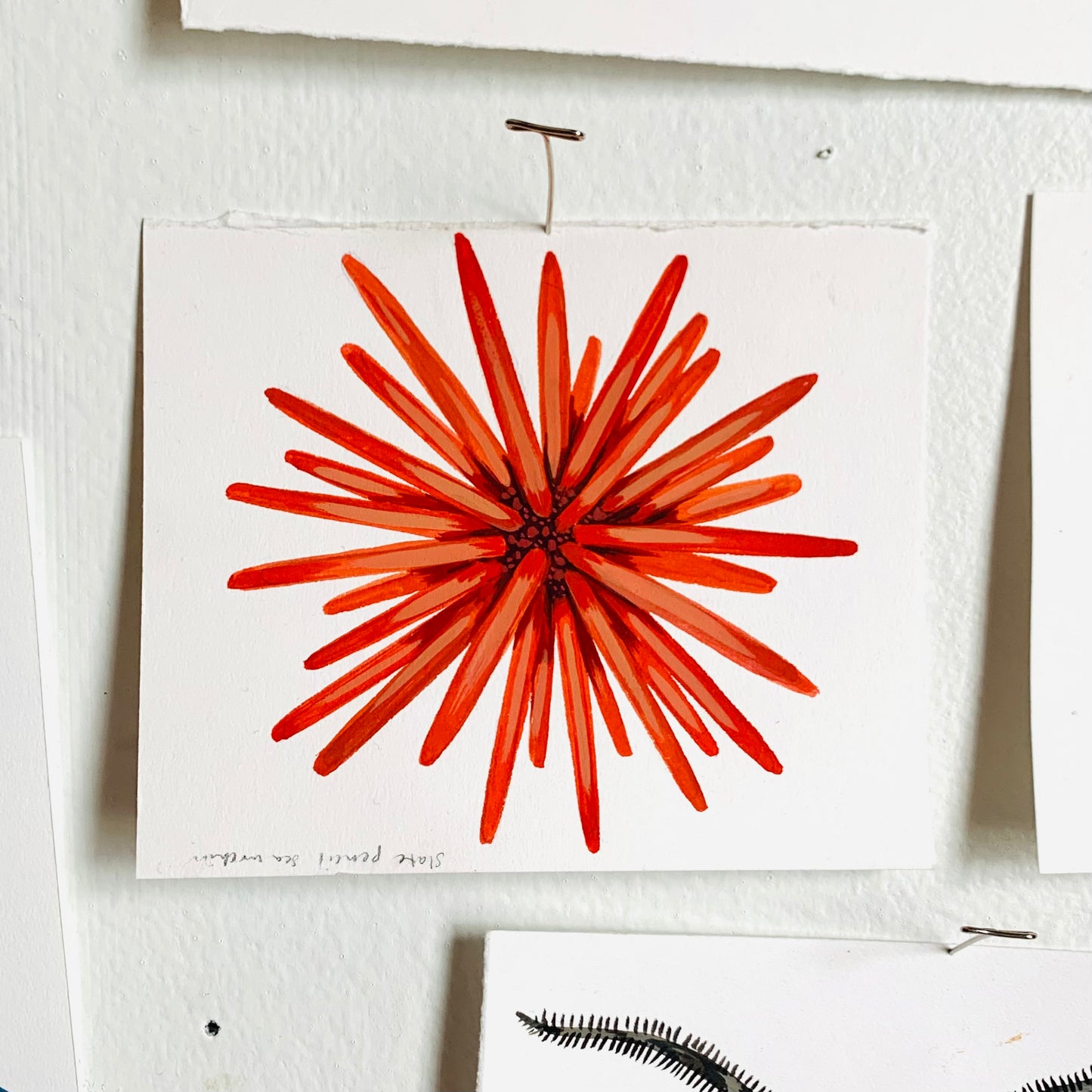 Slate pencil sea urchin