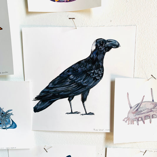 Thick-billed raven