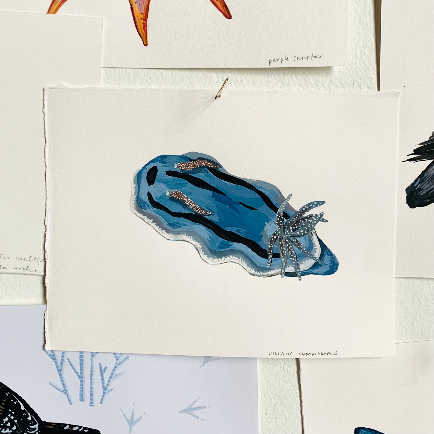 Nudibranch "Willan's chromodoris"
