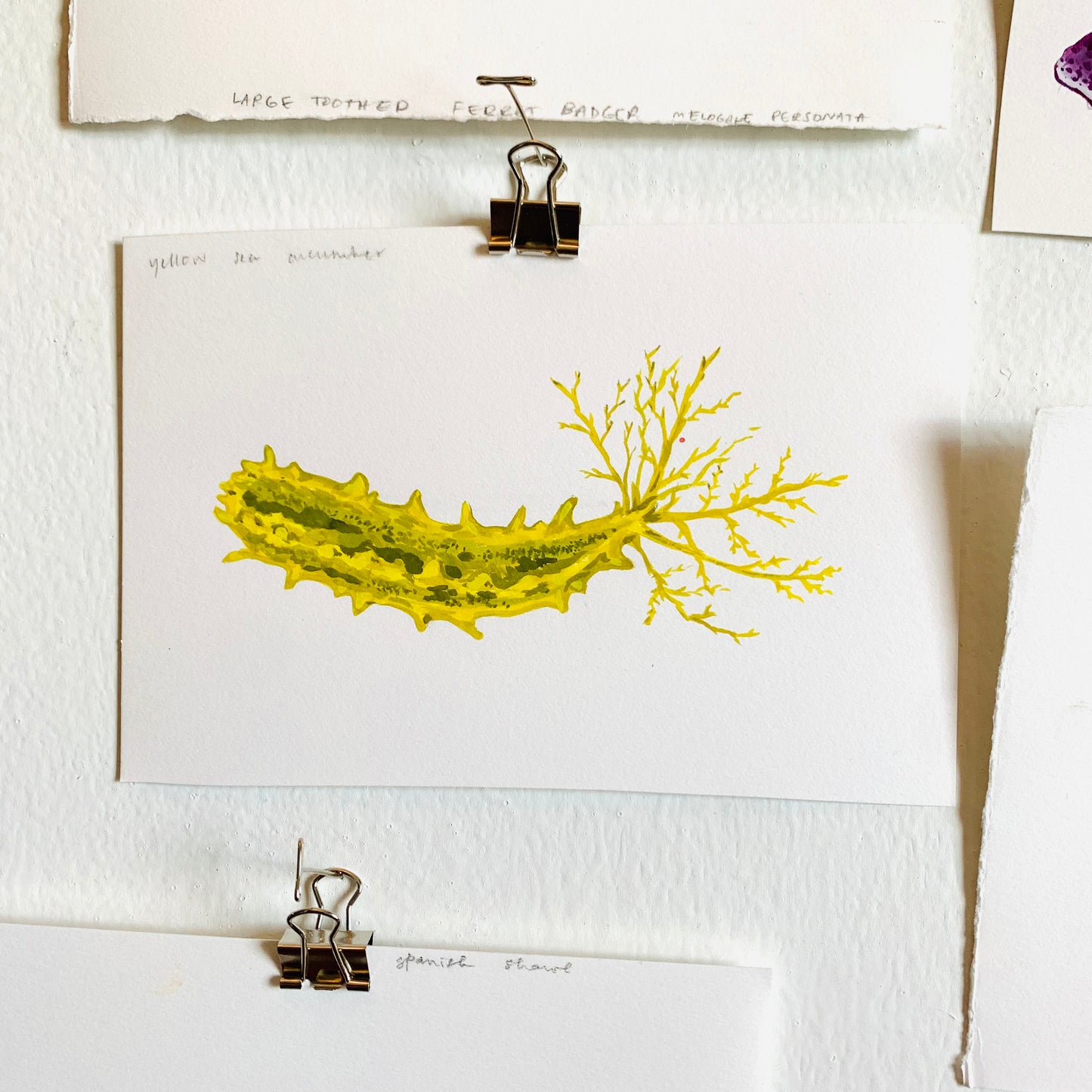 Yellow sea cucumber