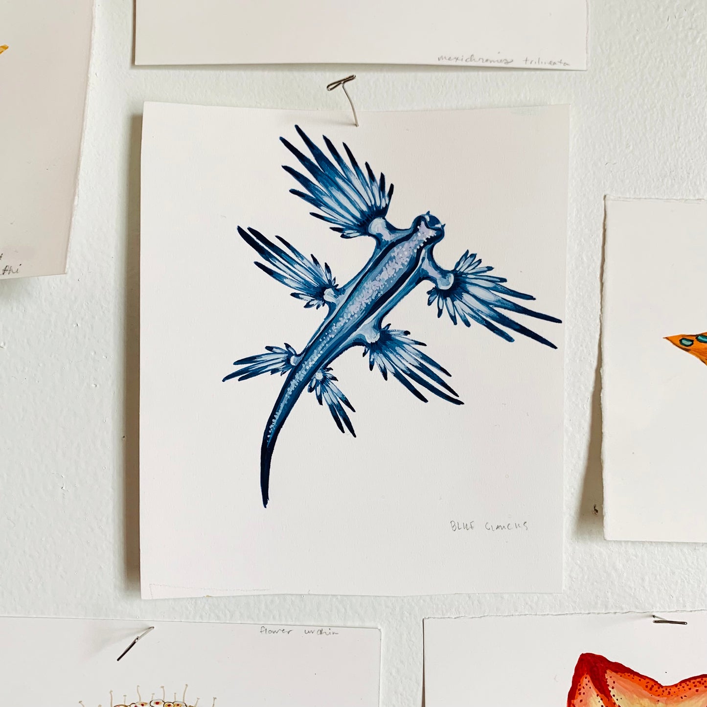 Blue glaucus