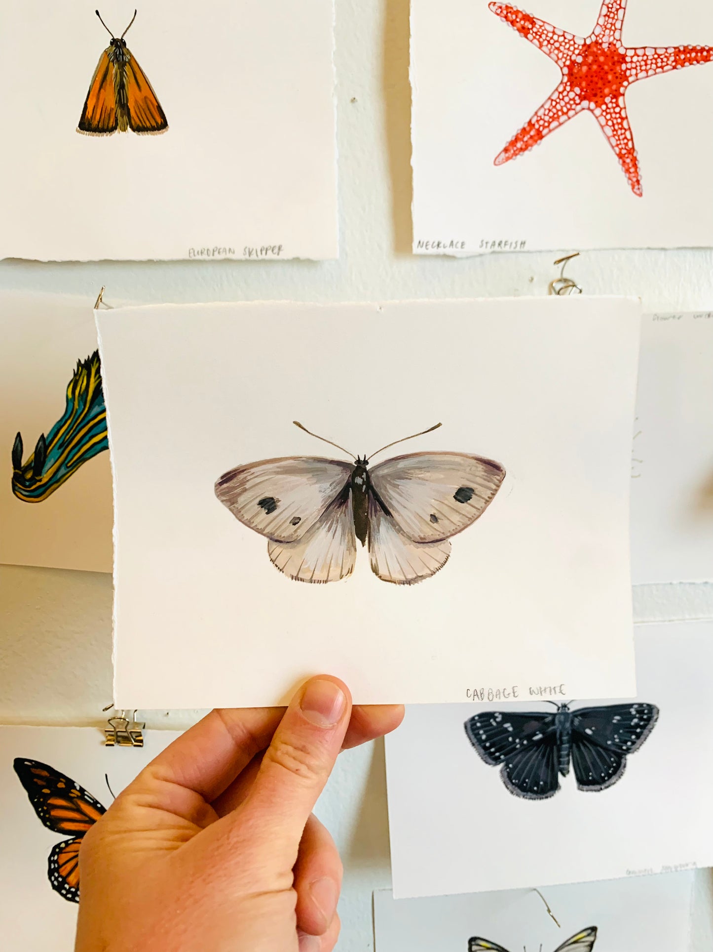 Cabbage white- original painting