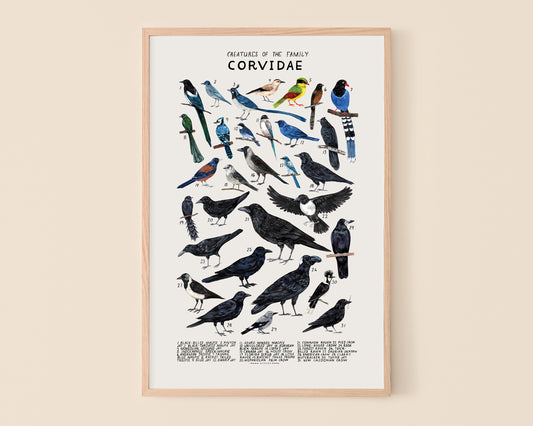 Crows, magpies, and ravens art print- Creatures of the Family Corvidae
