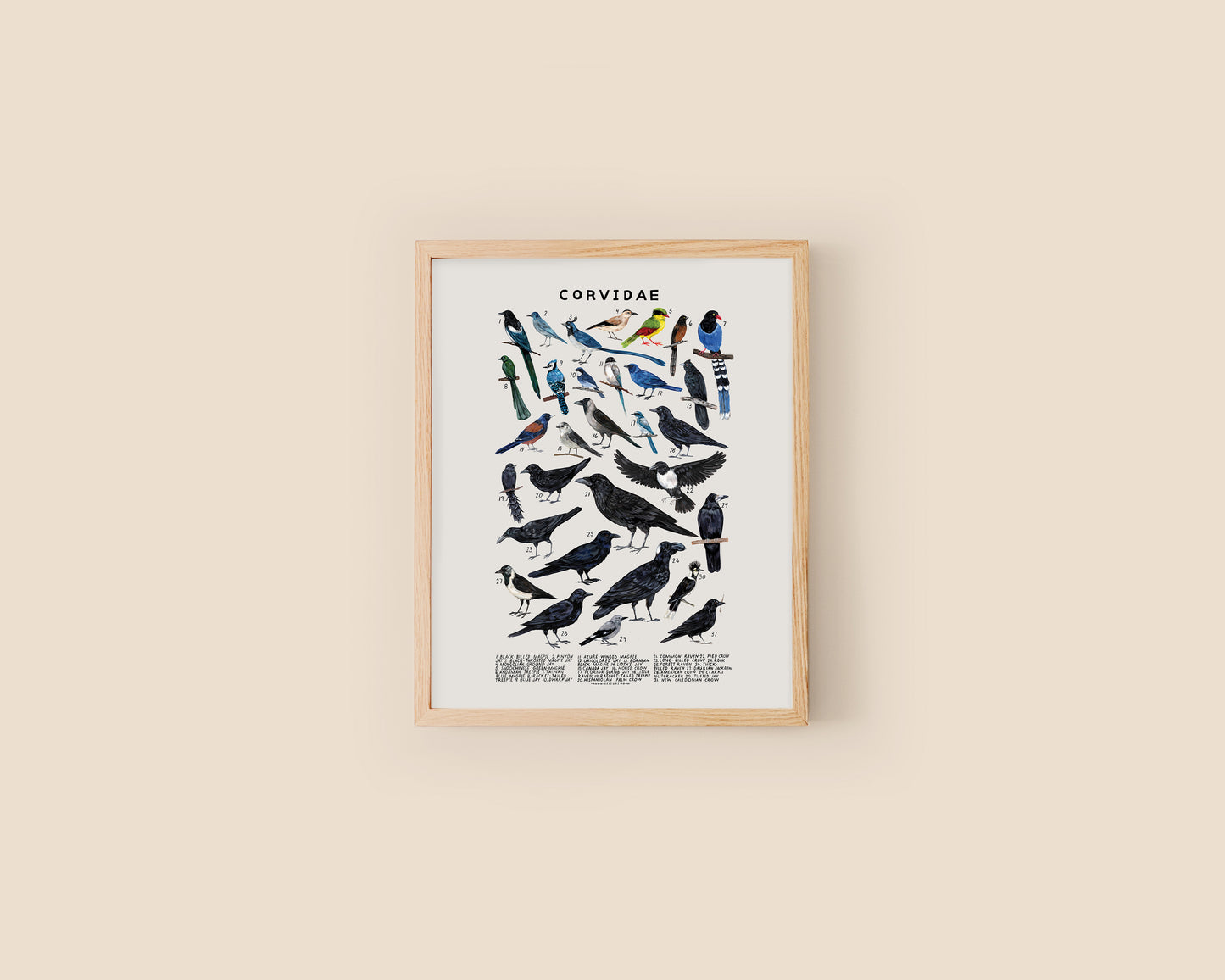 Crows, magpies, and ravens art print- Creatures of the Family Corvidae