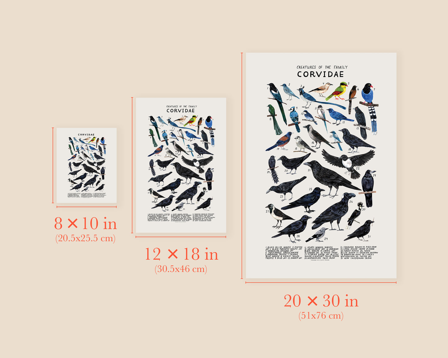Crows, magpies, and ravens art print- Creatures of the Family Corvidae