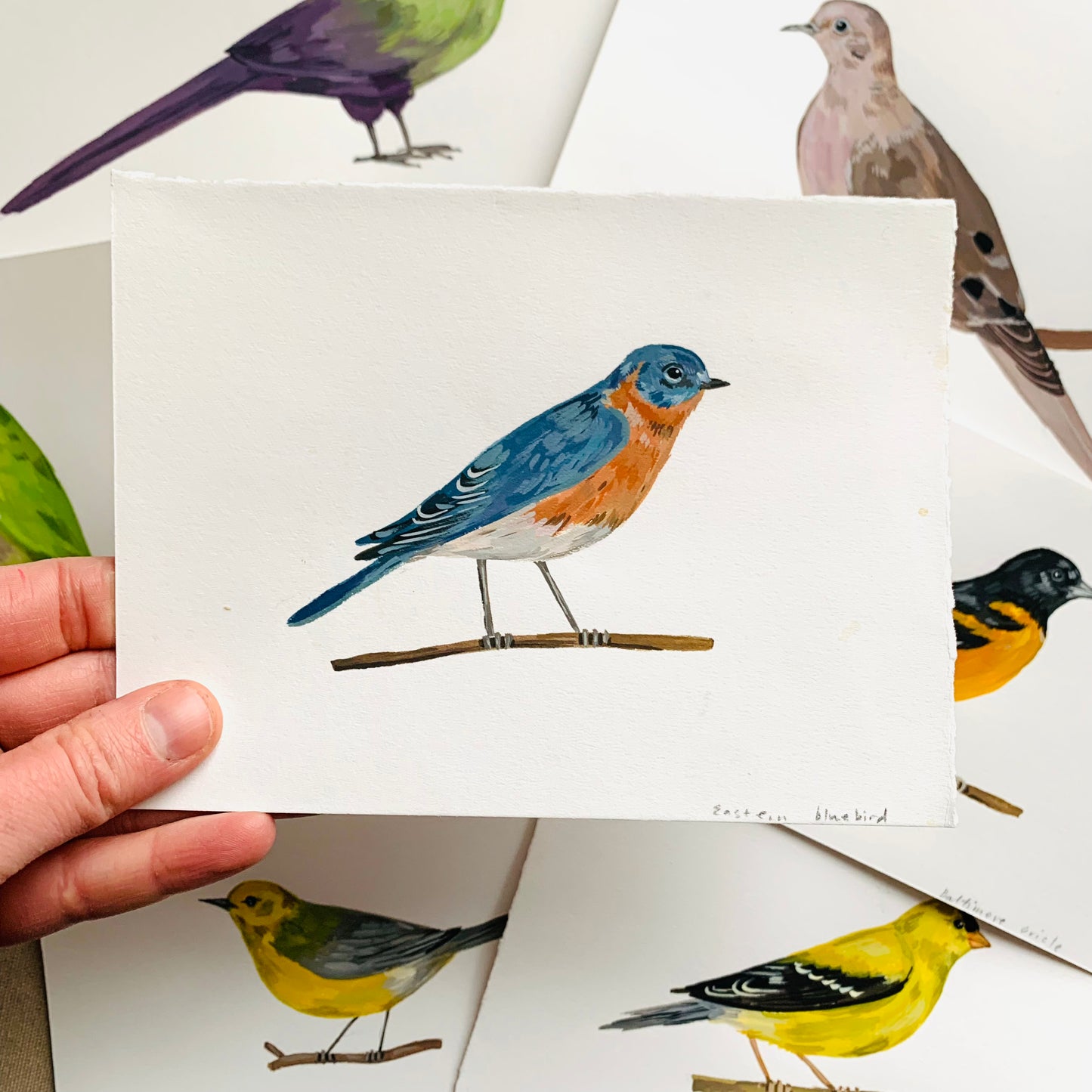 Eastern bluebird- original painting