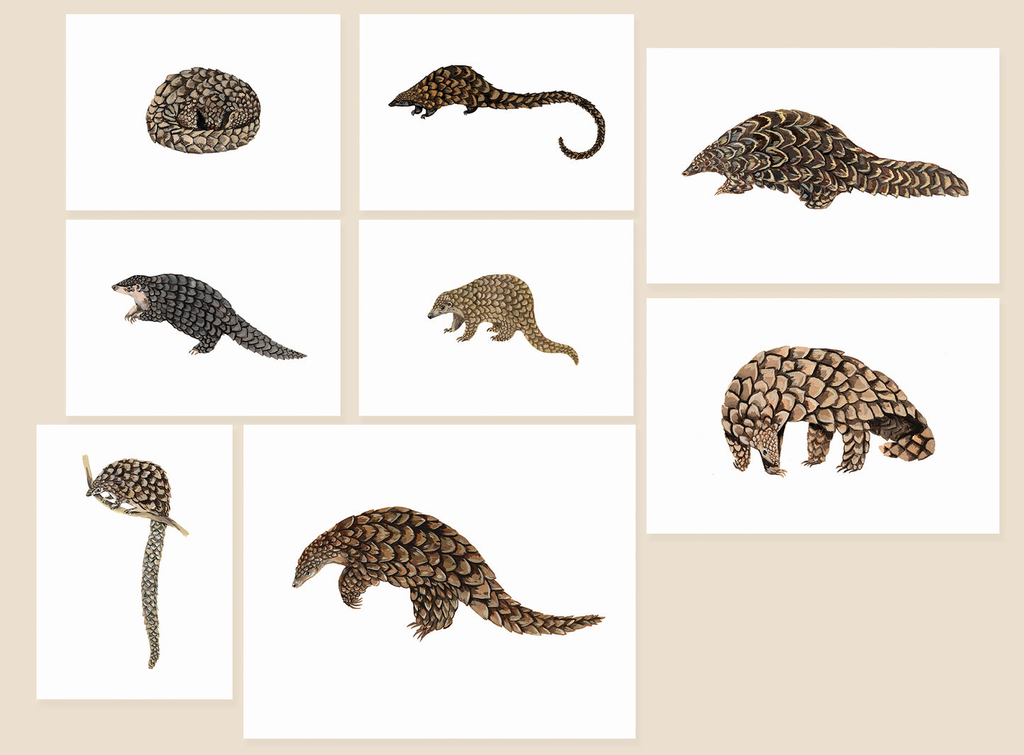 Pangolin original gouache illustrations