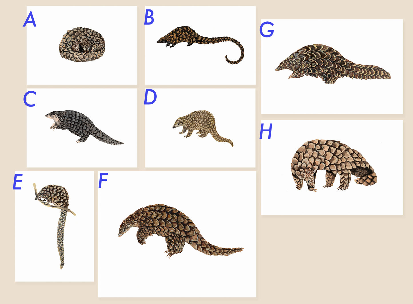 Pangolin original gouache illustrations