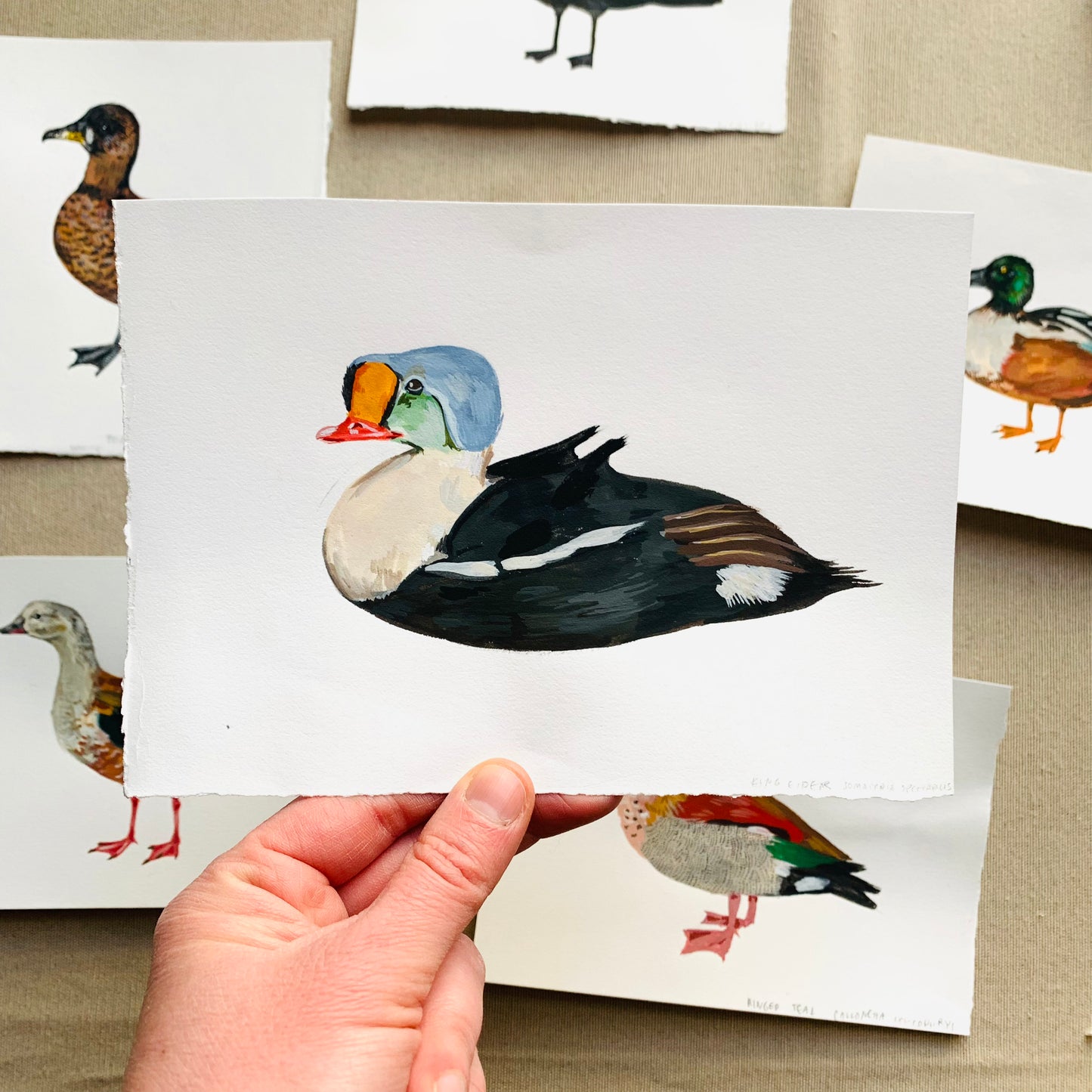 King eider- original painting