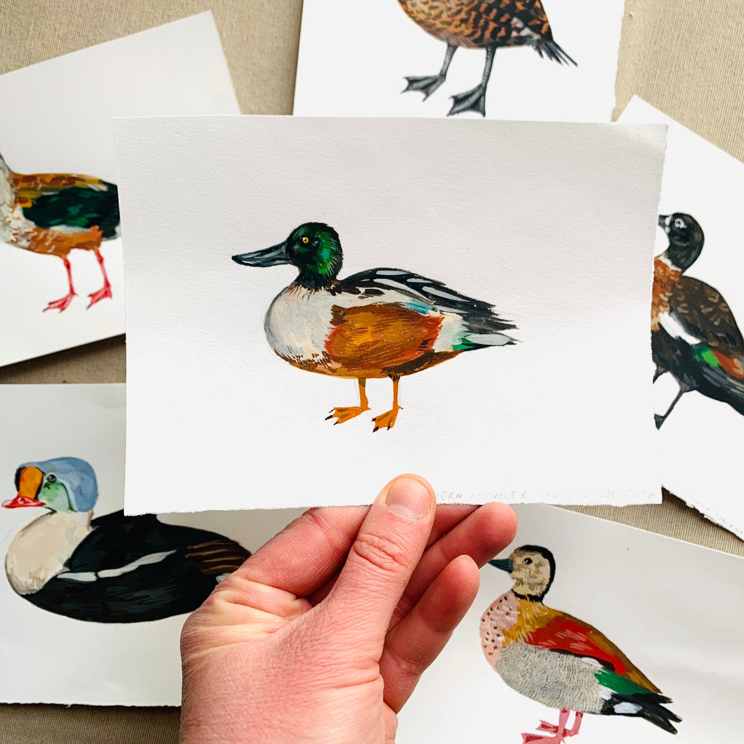 Northern shoveler- original painting