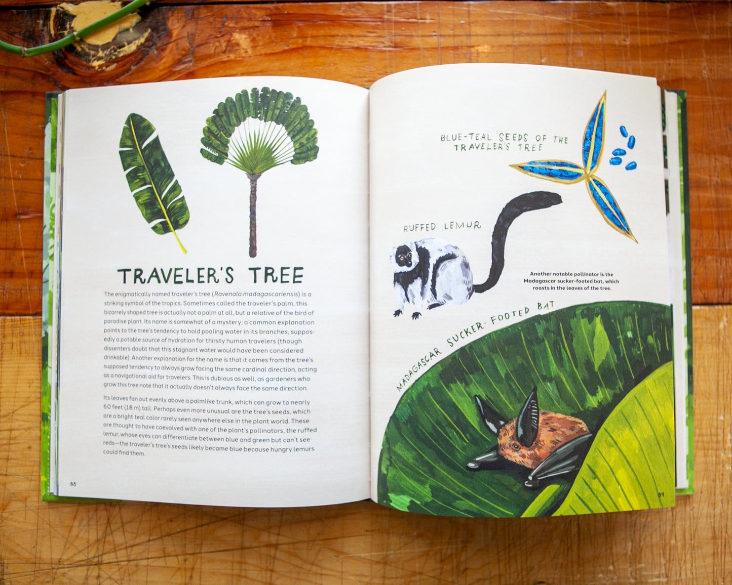 Trees: An Illustrated Celebration (signed copy)