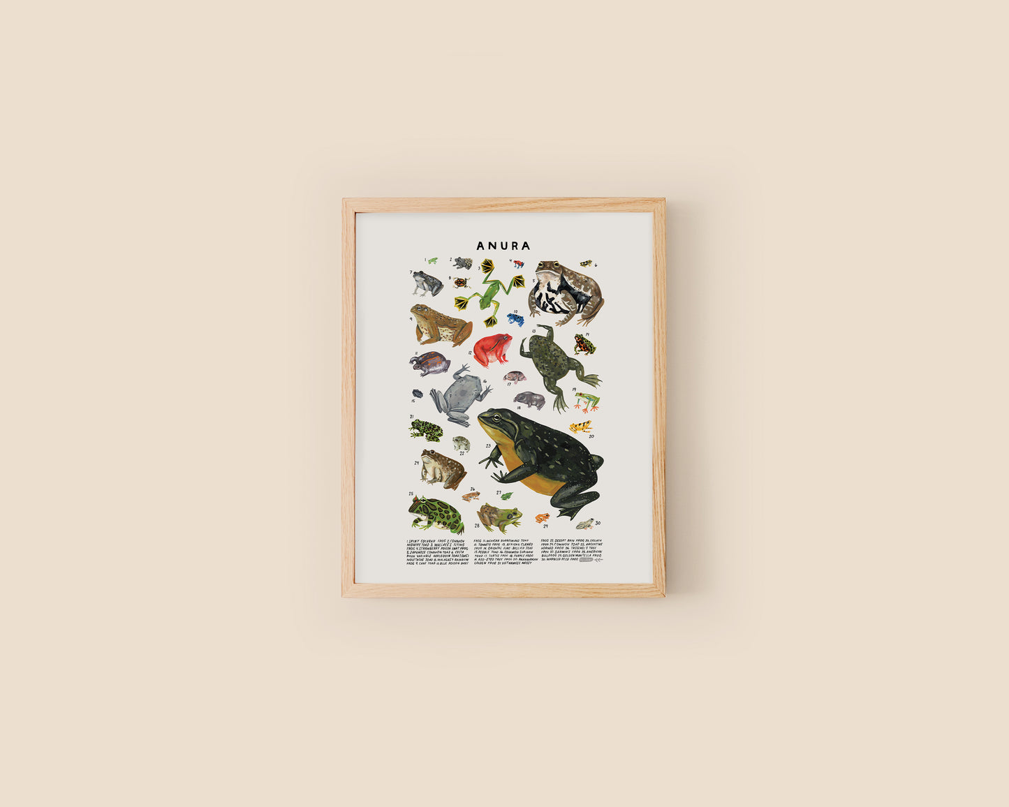 Frogs and Toads art print- Creatures of the Order Anura
