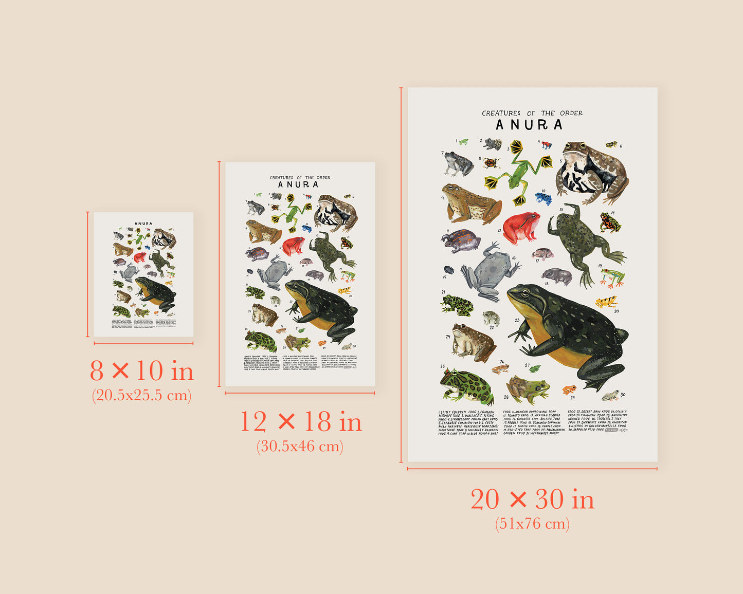 Frogs and Toads art print- Creatures of the Order Anura