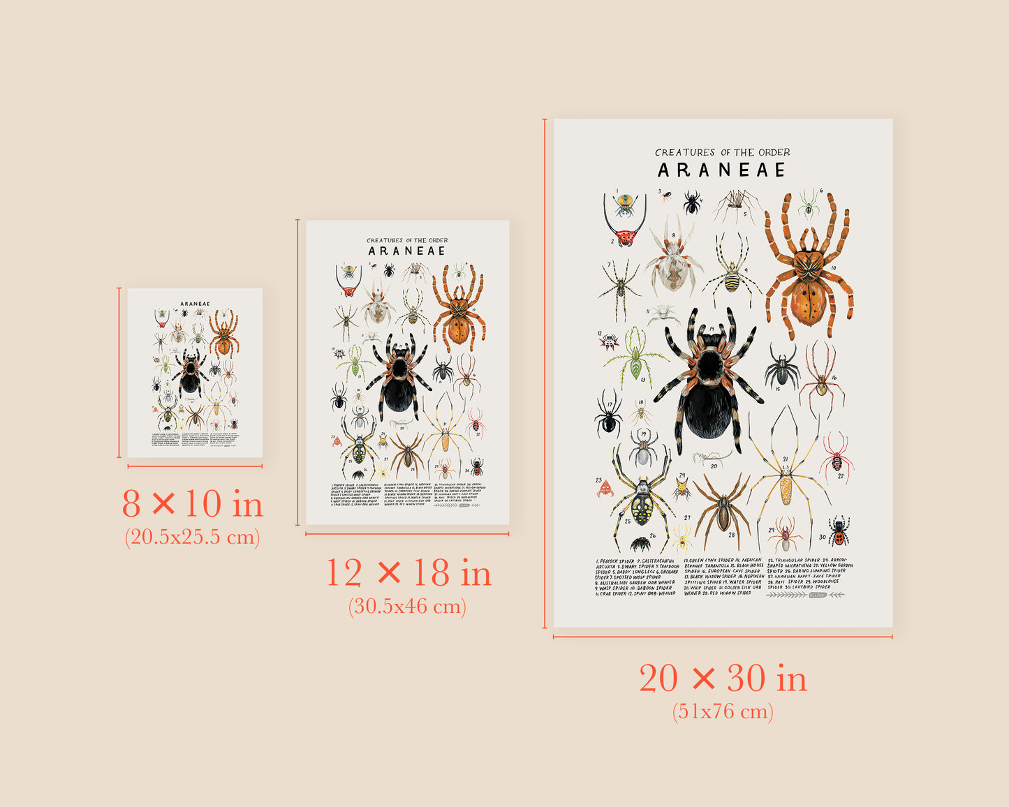 Spiders art print- Creatures of the Order Araneae