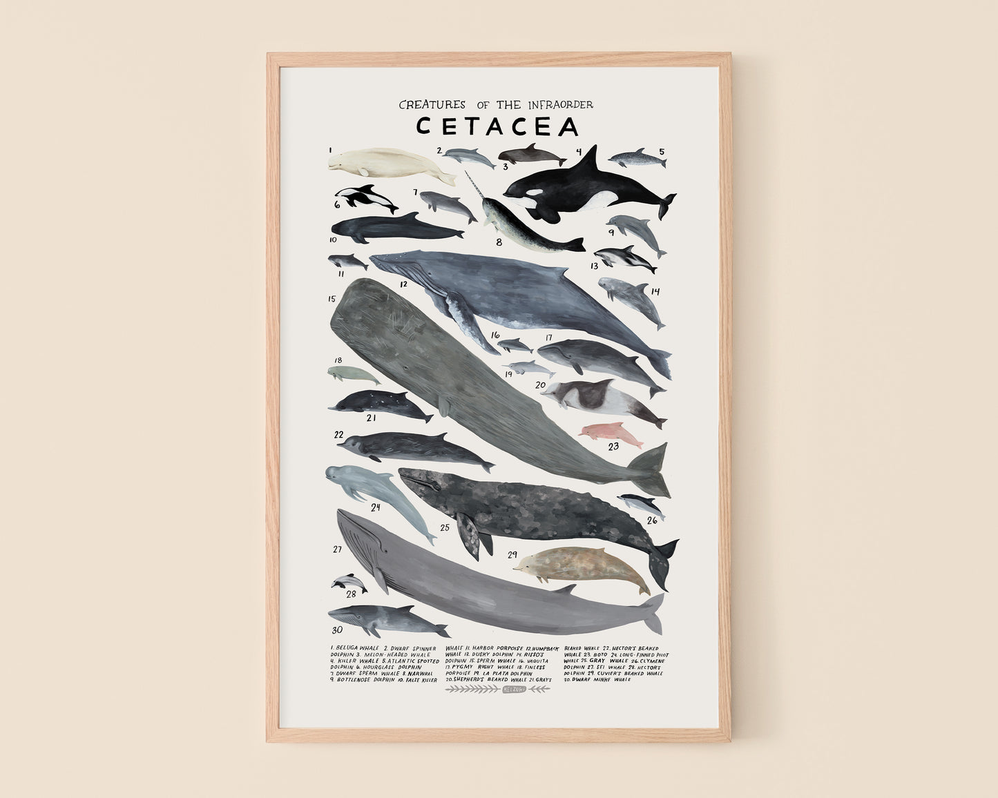 Whales and dolphins art print- Creatures of the Infraorder Cetacea