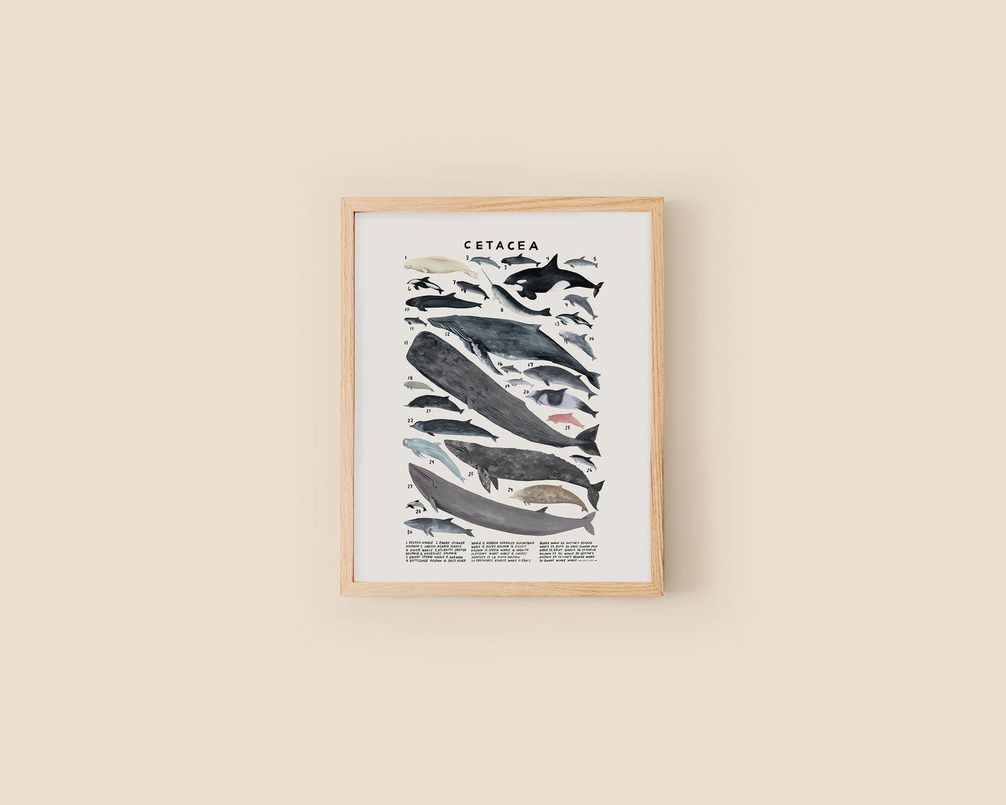 Whales and dolphins art print- Creatures of the Infraorder Cetacea