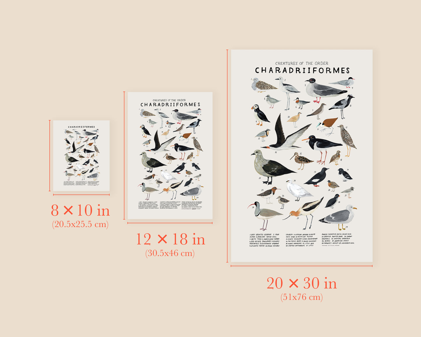 Shorebirds and seabirds art print- Creatures of the Order Charadriiformes