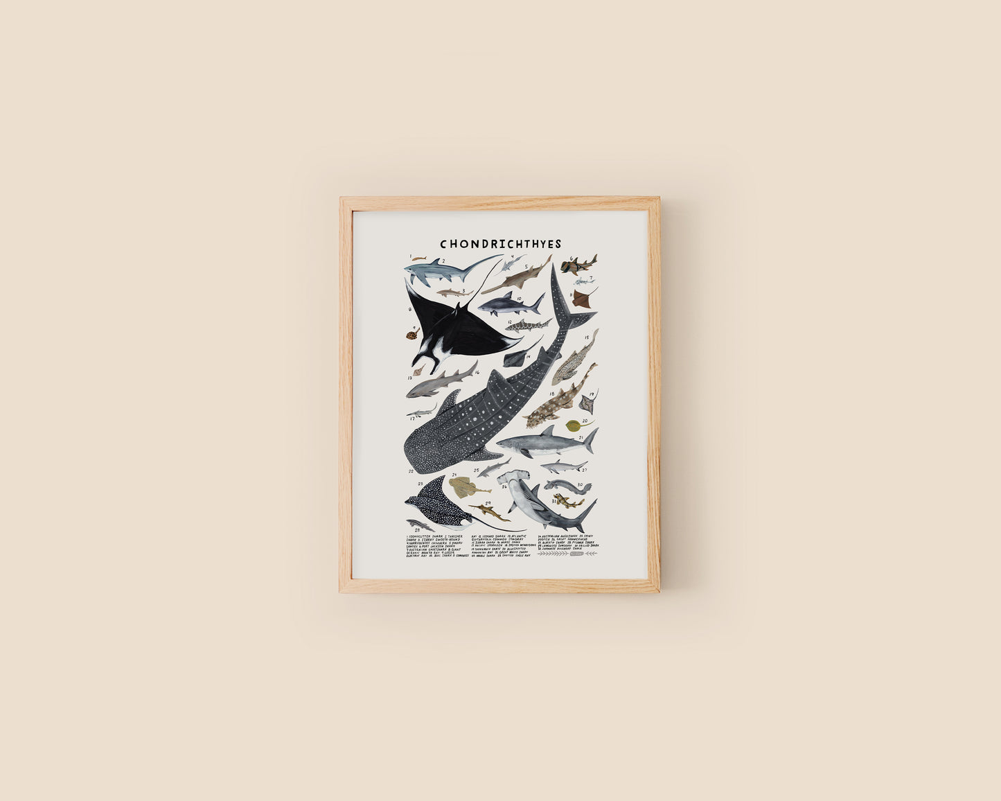 Sharks, skates, and rays art print- Creatures of the Order Chondrichthyes