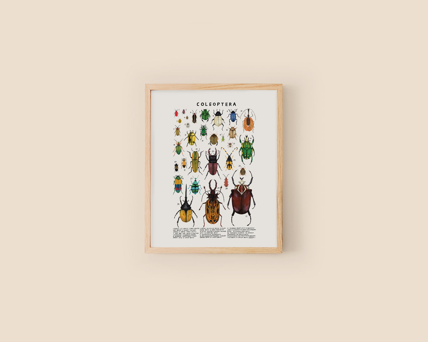 Beetles art print- Creatures of the Order Coleoptera