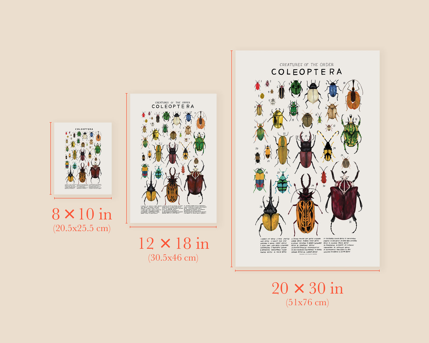 Beetles art print- Creatures of the Order Coleoptera