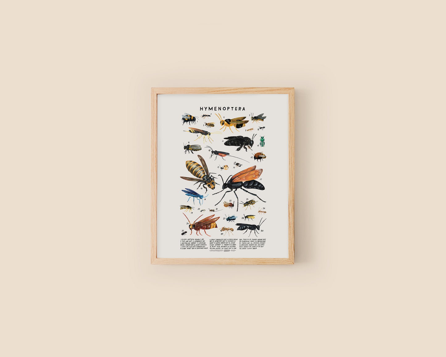 Bees, wasps and ants art print- Creatures of the Order Hymenoptera