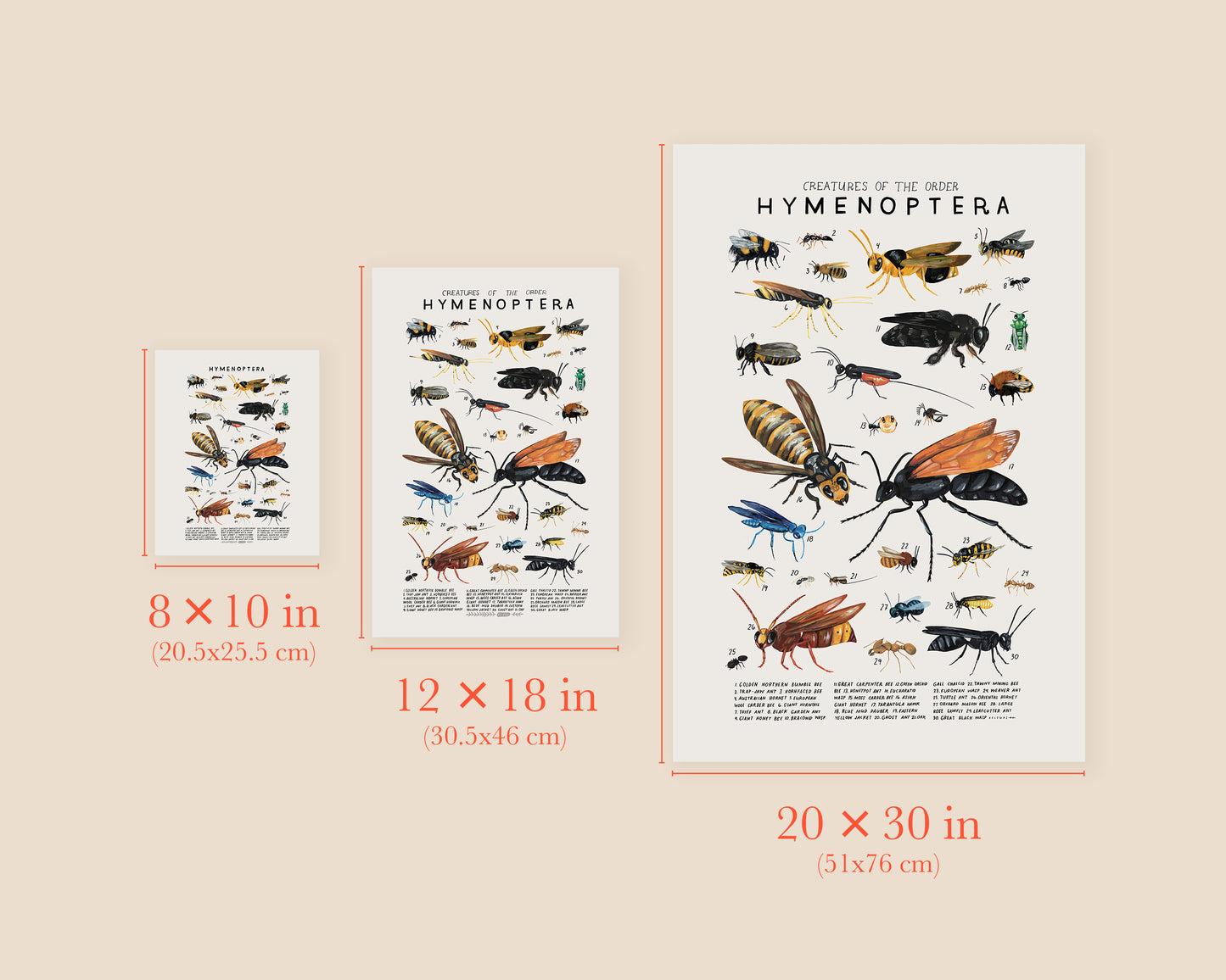 Bees, wasps and ants art print- Creatures of the Order Hymenoptera