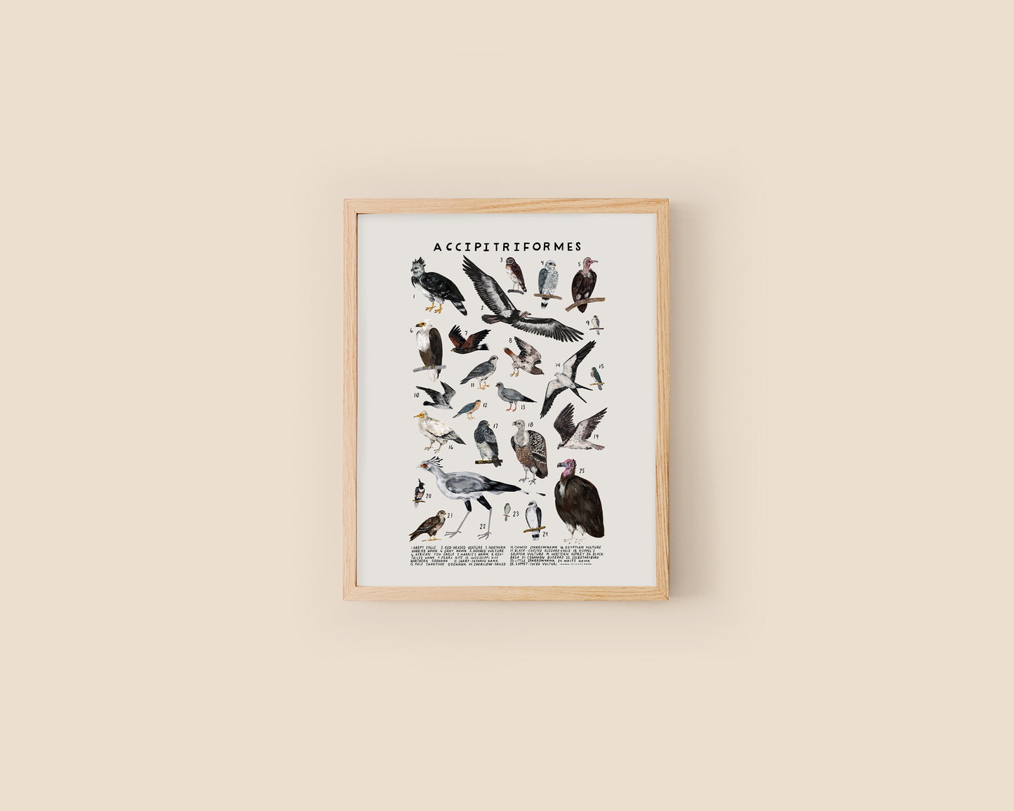 Hawk art print- Creatures of the Order Accipitriformes