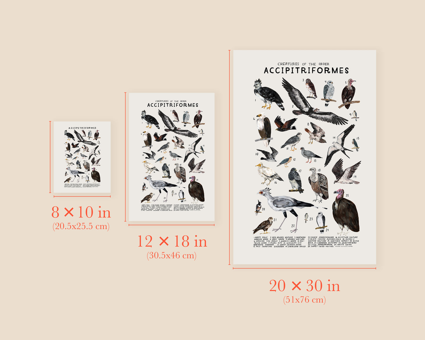 Hawk art print- Creatures of the Order Accipitriformes