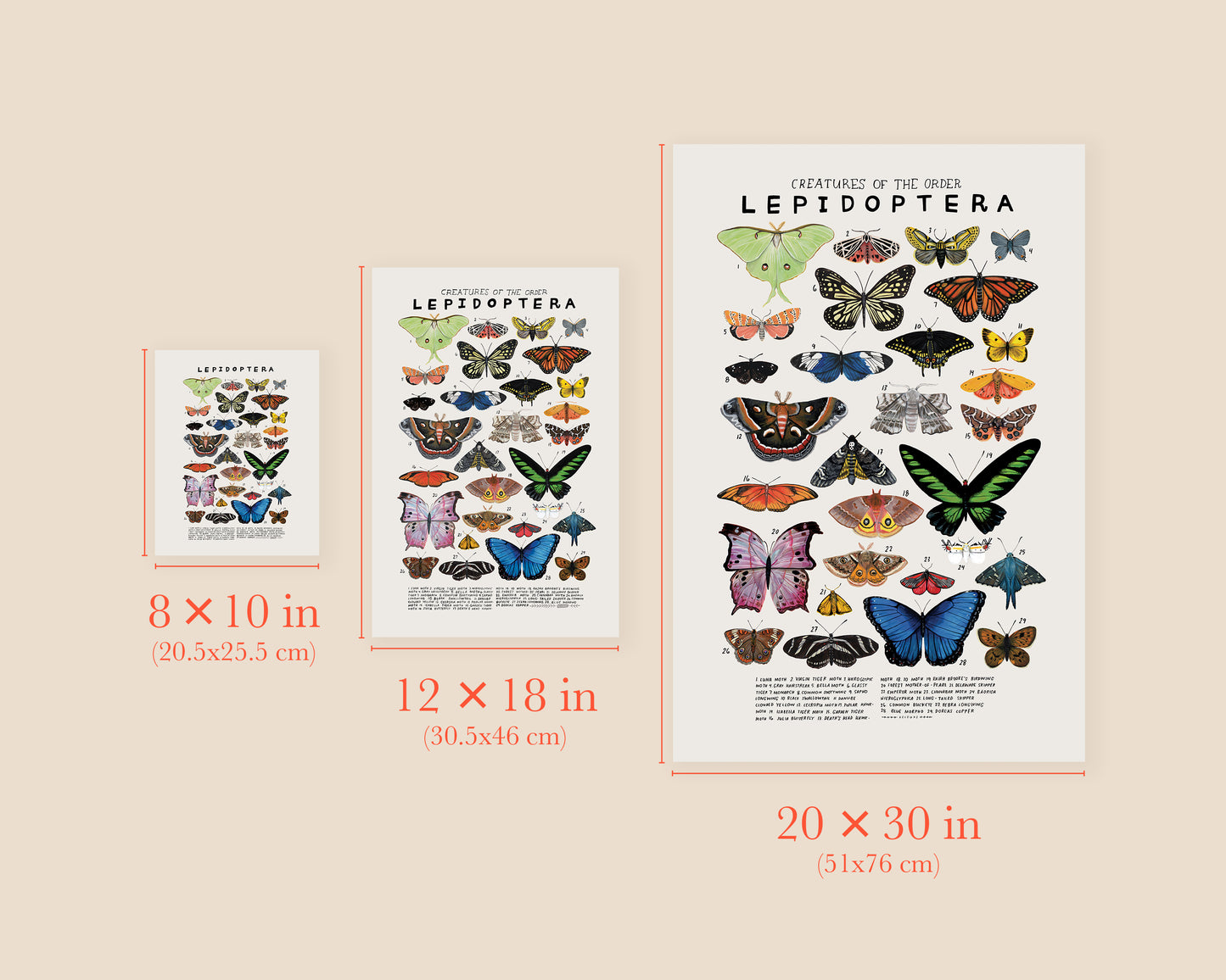 Butterflies and moths art print- Creatures of the Order Lepidoptera