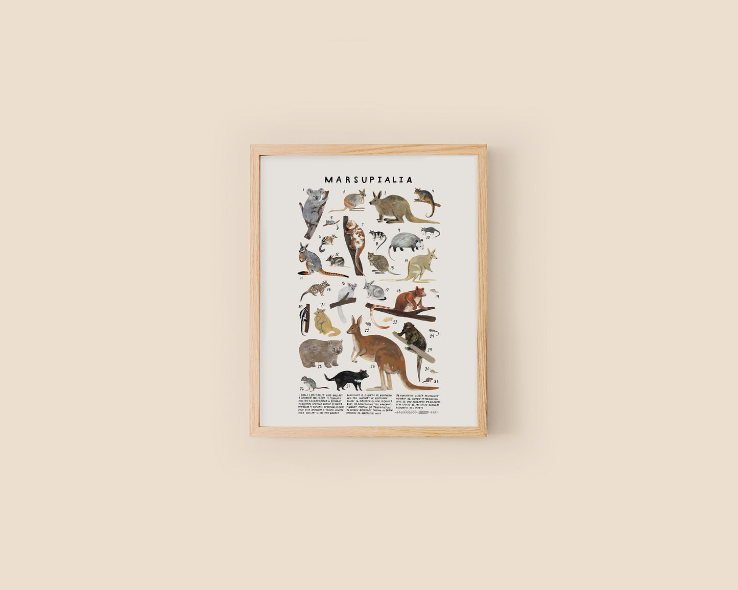 Marsupials art print- Creatures of the Infraclass Marsupialia