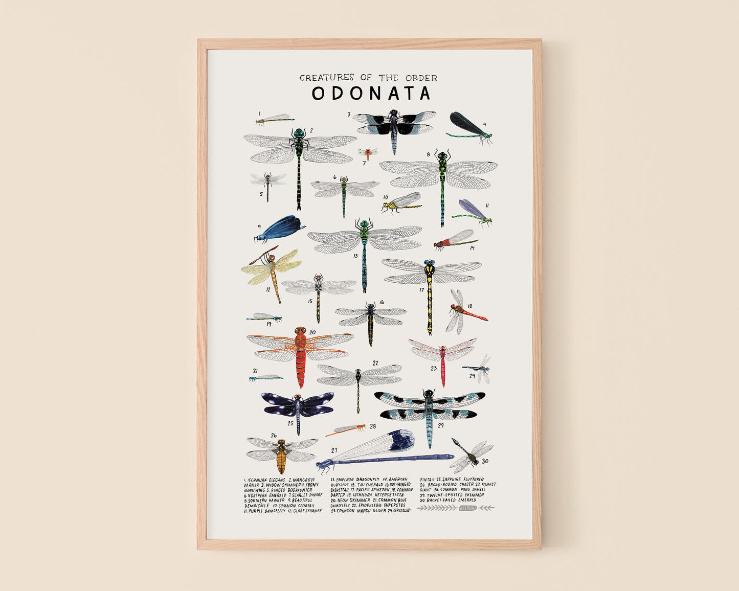 Dragonflies and damselflies art print- Creatures of the Order Odonata